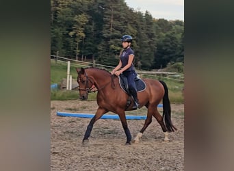 Otras razas Mestizo, Caballo castrado, 21 años, 152 cm, Castaño