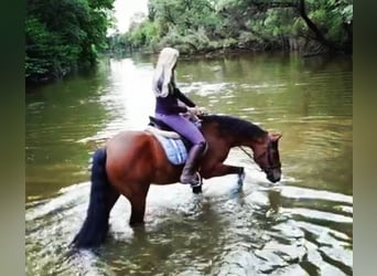 Otras razas Mestizo, Caballo castrado, 21 años, 152 cm, Castaño