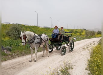 Otras razas, Caballo castrado, 23 años, 157 cm, Tordo picazo