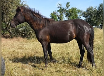 Otras razas, Caballo castrado, 2 años, 148 cm, Morcillo