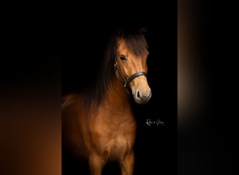 Otras razas, Caballo castrado, 2 años, 159 cm, Castaño oscuro