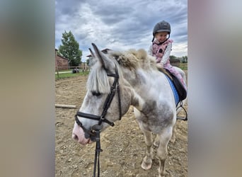 Otras razas Mestizo, Caballo castrado, 2 años, Pío