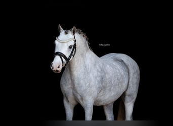 Otras razas, Caballo castrado, 3 años, 122 cm