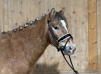 Otras razas Mestizo, Caballo castrado, 3 años, 132 cm, Pío