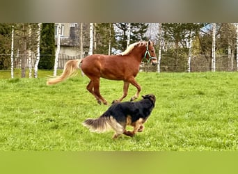 Otras razas, Caballo castrado, 3 años, 145 cm