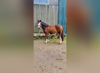 Otras razas, Caballo castrado, 3 años, 145 cm, Castaño oscuro