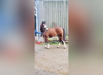 Otras razas, Caballo castrado, 3 años, 145 cm, Castaño oscuro