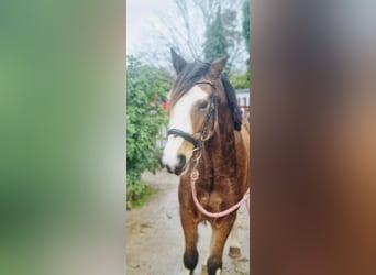 Otras razas, Caballo castrado, 3 años, 145 cm, Castaño oscuro