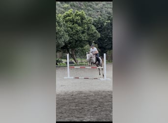 Otras razas Mestizo, Caballo castrado, 3 años, 146 cm, Tordo