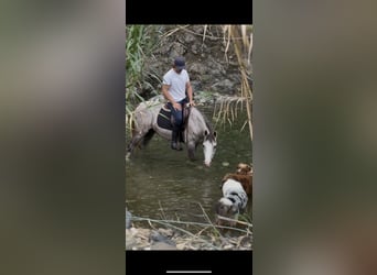 Otras razas Mestizo, Caballo castrado, 3 años, 146 cm, Tordo