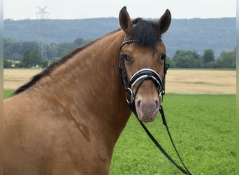 Otras razas Mestizo, Caballo castrado, 3 años, 147 cm, Bayo