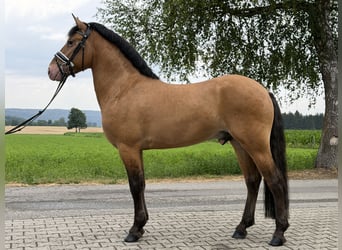 Otras razas Mestizo, Caballo castrado, 3 años, 147 cm, Bayo