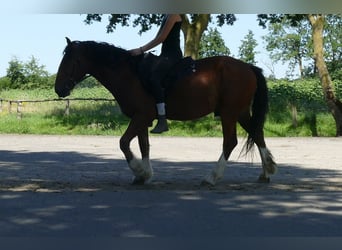Otras razas, Caballo castrado, 3 años, 147 cm, Castaño