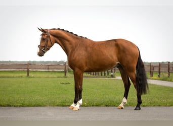 Otras razas, Caballo castrado, 3 años, 148 cm, Castaño