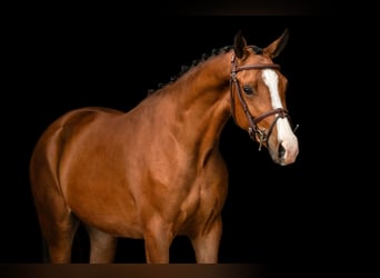 Otras razas, Caballo castrado, 3 años, 148 cm, Castaño