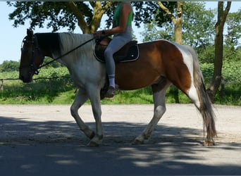 Otras razas, Caballo castrado, 3 años, 149 cm, Pío