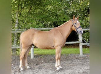 Otras razas, Caballo castrado, 3 años, 150 cm, Alazán