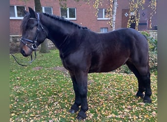 Otras razas, Caballo castrado, 3 años, 150 cm, Castaño