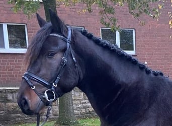 Otras razas, Caballo castrado, 3 años, 150 cm, Castaño