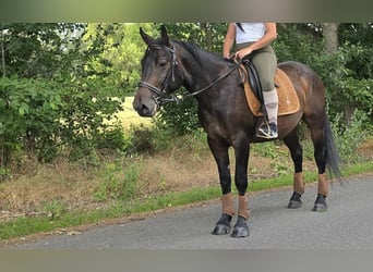 Otras razas, Caballo castrado, 3 años, 151 cm, Castaño oscuro