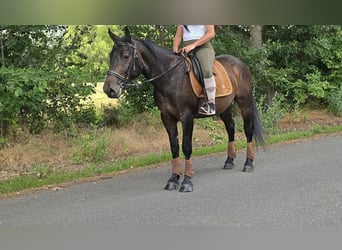 Otras razas, Caballo castrado, 3 años, 151 cm, Castaño oscuro