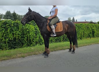 Otras razas, Caballo castrado, 3 años, 151 cm, Castaño oscuro