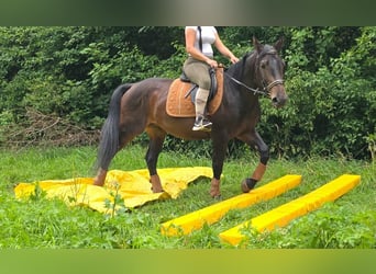 Otras razas, Caballo castrado, 3 años, 151 cm, Castaño oscuro