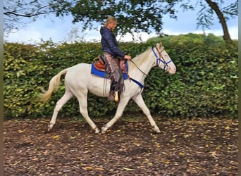 Otras razas, Caballo castrado, 3 años, 152 cm, Cremello