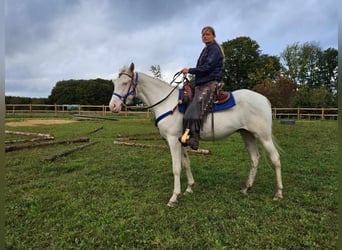 Otras razas, Caballo castrado, 3 años, 152 cm, Cremello