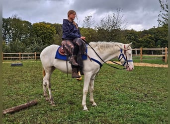 Otras razas, Caballo castrado, 3 años, 152 cm, Cremello