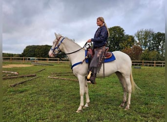 Otras razas, Caballo castrado, 3 años, 152 cm, Cremello