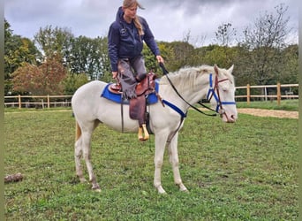 Otras razas, Caballo castrado, 3 años, 152 cm, Cremello