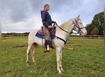 Otras razas, Caballo castrado, 3 años, 152 cm, Cremello