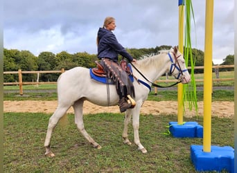 Otras razas, Caballo castrado, 3 años, 152 cm, Cremello