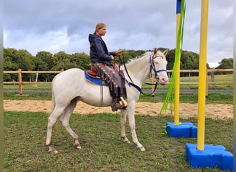 Otras razas, Caballo castrado, 3 años, 152 cm, Cremello