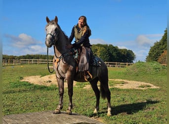 Otras razas, Caballo castrado, 3 años, 153 cm, Tordo