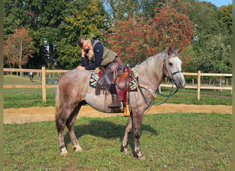 Otras razas, Caballo castrado, 3 años, 153 cm, Tordo