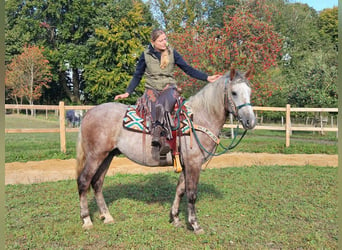 Otras razas, Caballo castrado, 3 años, 153 cm, Tordo