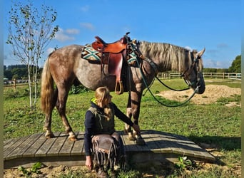 Otras razas, Caballo castrado, 3 años, 153 cm, Tordo