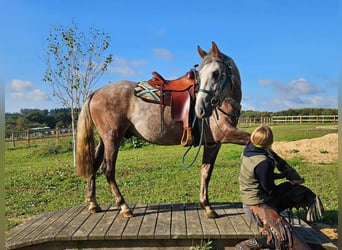 Otras razas, Caballo castrado, 3 años, 153 cm, Tordo