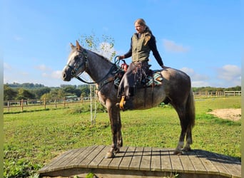 Otras razas, Caballo castrado, 3 años, 153 cm, Tordo