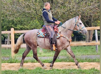 Otras razas, Caballo castrado, 3 años, 153 cm, Tordo