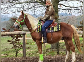 Otras razas, Caballo castrado, 3 años, 154 cm, Alazán