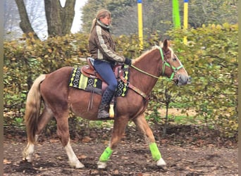 Otras razas, Caballo castrado, 3 años, 154 cm, Alazán