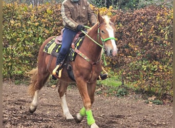 Otras razas, Caballo castrado, 3 años, 154 cm, Alazán