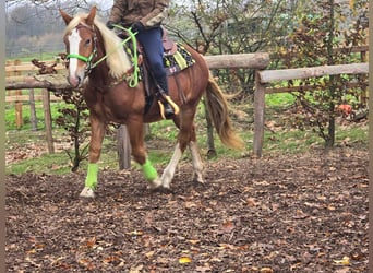 Otras razas, Caballo castrado, 3 años, 154 cm, Alazán