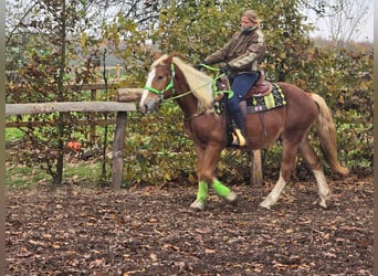 Otras razas, Caballo castrado, 3 años, 154 cm, Alazán