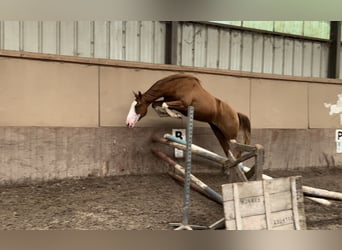 Otras razas, Caballo castrado, 3 años, 155 cm, Alazán