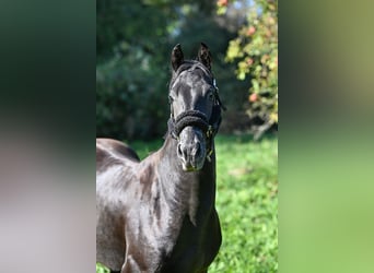 Otras razas Mestizo, Caballo castrado, 3 años, 156 cm, Castaño oscuro