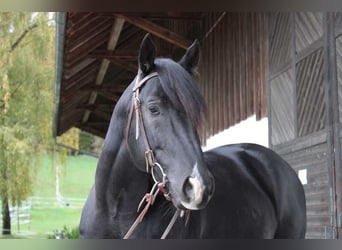 Otras razas, Caballo castrado, 3 años, 156 cm, Morcillo
